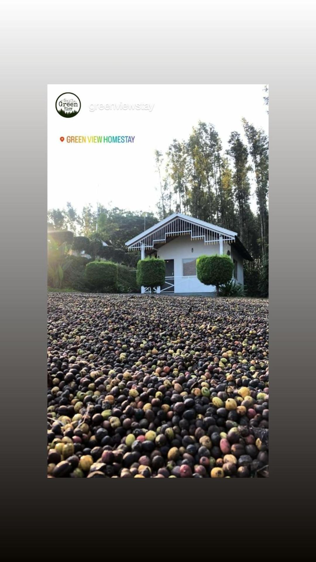 Greenview * Chikmagalur